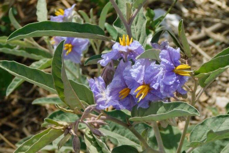 Une solanum elaeagnifolium.