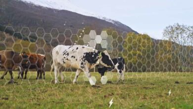 Une clôture virtuelle qui délimite la zone de pâturage pour le bétail.