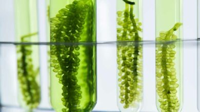 Des algues pour produire de l'électricité, des chercheurs se penchent sur le sujet !