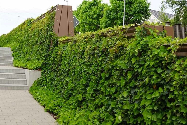 Les murs végétalisés sont esthétiques et utiles, car ils réduisent le bruit.