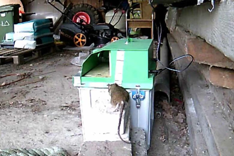 Un prototype du piège à rats lors de sa phase d'essai.