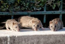 Des rats sur la place Notre Dame à Paris.