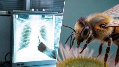 Les abeilles seraient capables de déceler un cancer des poumons.