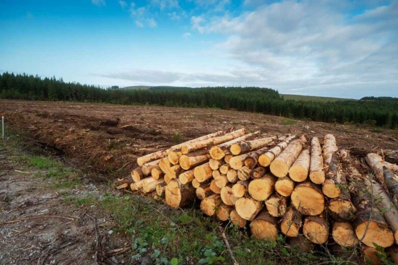 La fabrication du papier toilette nécessite de couper des arbres et contribue à la déforestation.