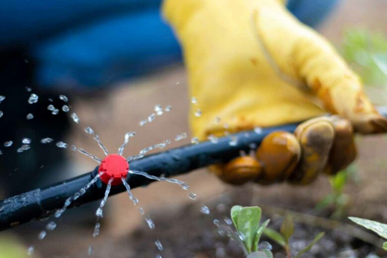 Arrosage en goutte-à-goutte dans une plantation.