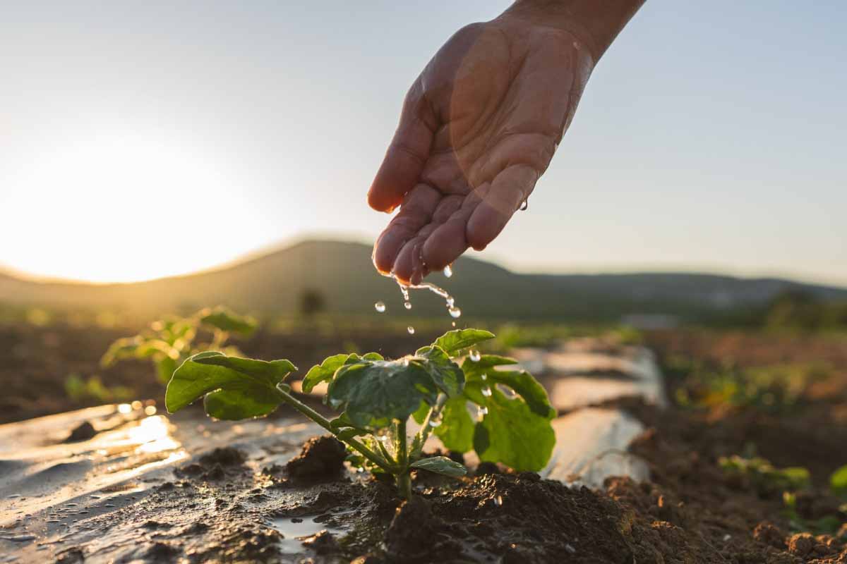 L'arrosage au goutte-à-goutte pour une irrigation des cultures raisonnée.