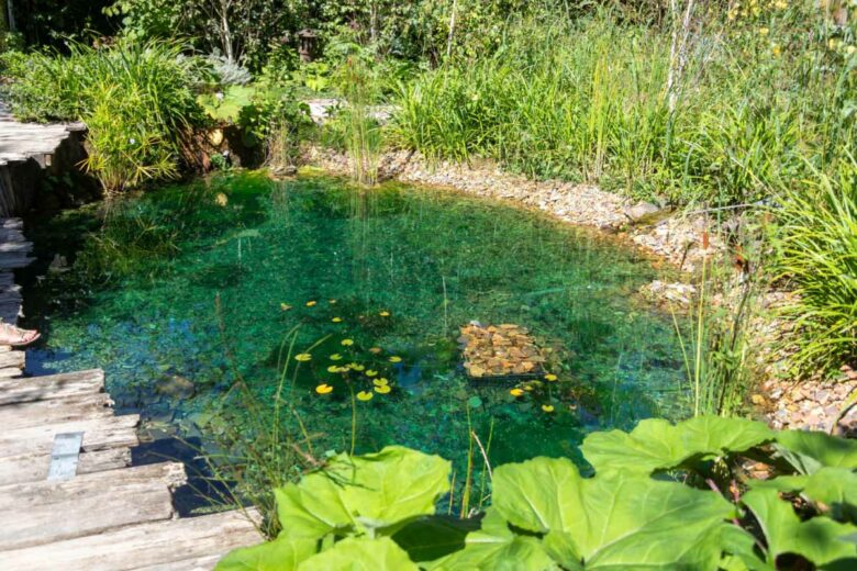 Une mare dans un jardin alimentée par l'eau de pluie.