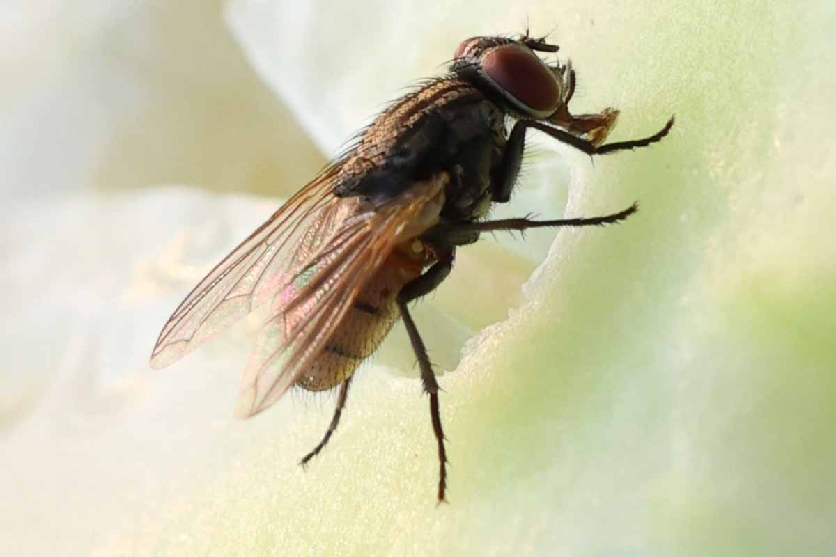 Comment se débarrasser des mouches à la maison ?