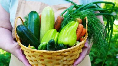 Quels légumes planter au mois de juillet ?