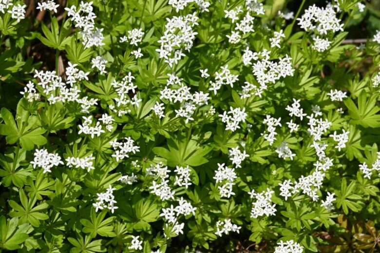 L'aspérule odorante serait une plante répulsive pour les guêpes.