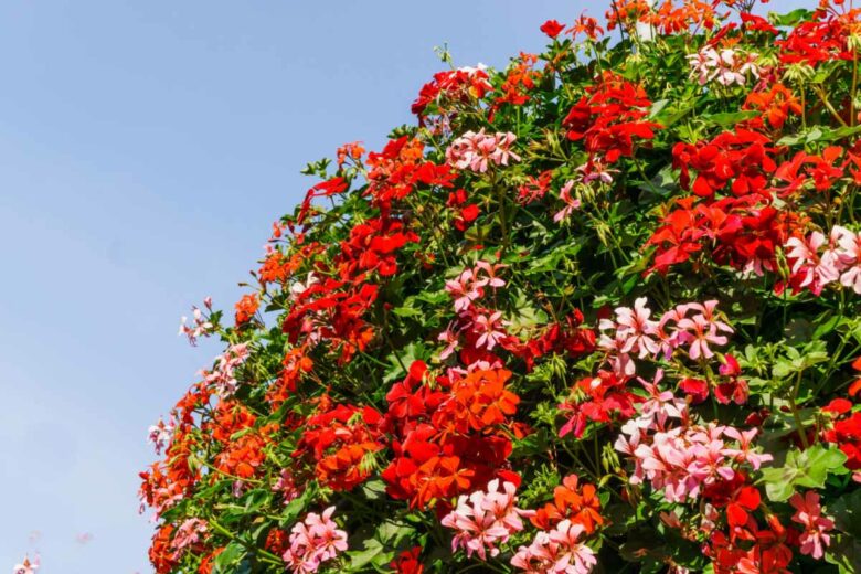 Le géranium rosat repousse les guêpes, car elles n'aiment pas son odeur.