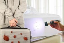 Comment éviter de vous faire infester de punaises de lit lors de vos vacances ?