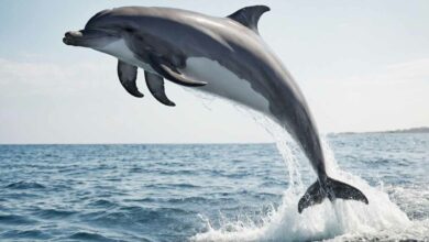 Des hélices pour le transport maritime inspirées des dauphins.
