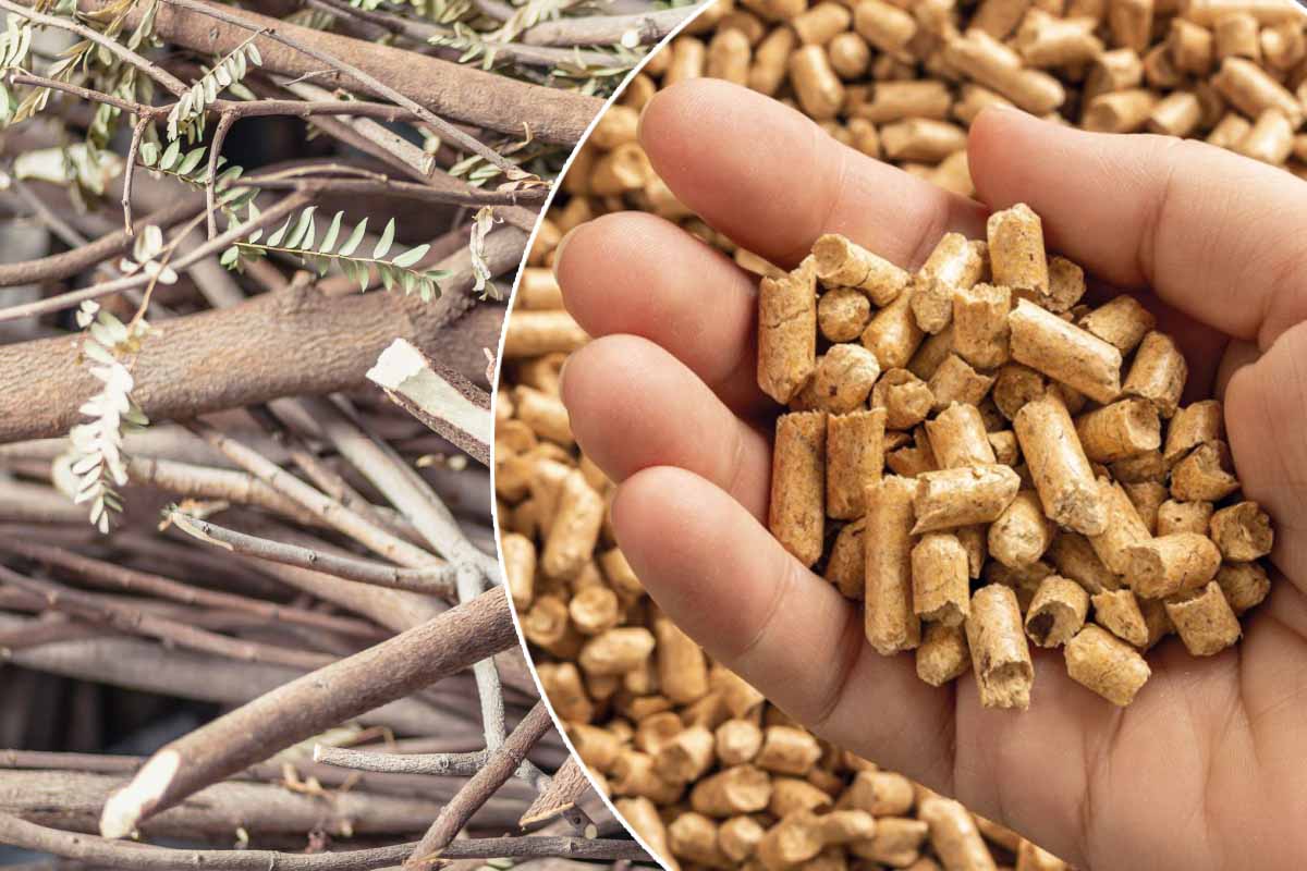 Le bois d'élagage considéré comme déchet vert pour produire des pellets de bois.