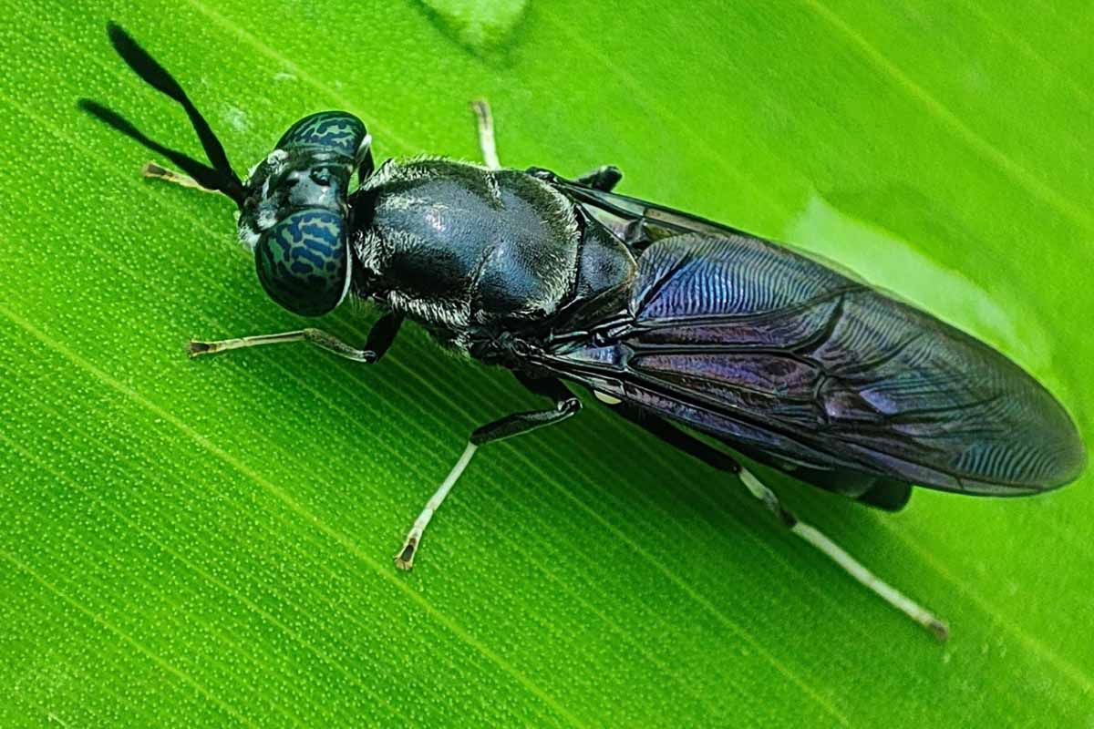 Les larves de cette mouche soldat noire pourraient servir à recycler des déchets toxiques, selon une étude.