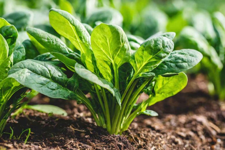 Les épinards peuvent être plantés au mois d'aout.