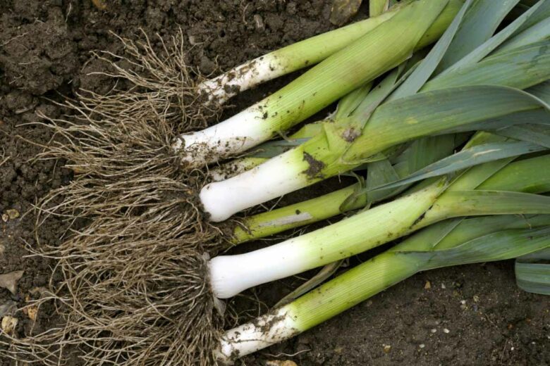 Les poireaux se récoltent en hiver, le mois d'aout est le moment idéal pour les planter.