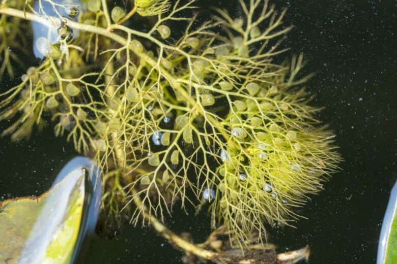 La Utricularia est une plante carnivore aquatique.