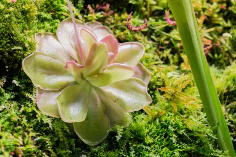 Qui pourrait imaginer que cette plante est une carnivore ?