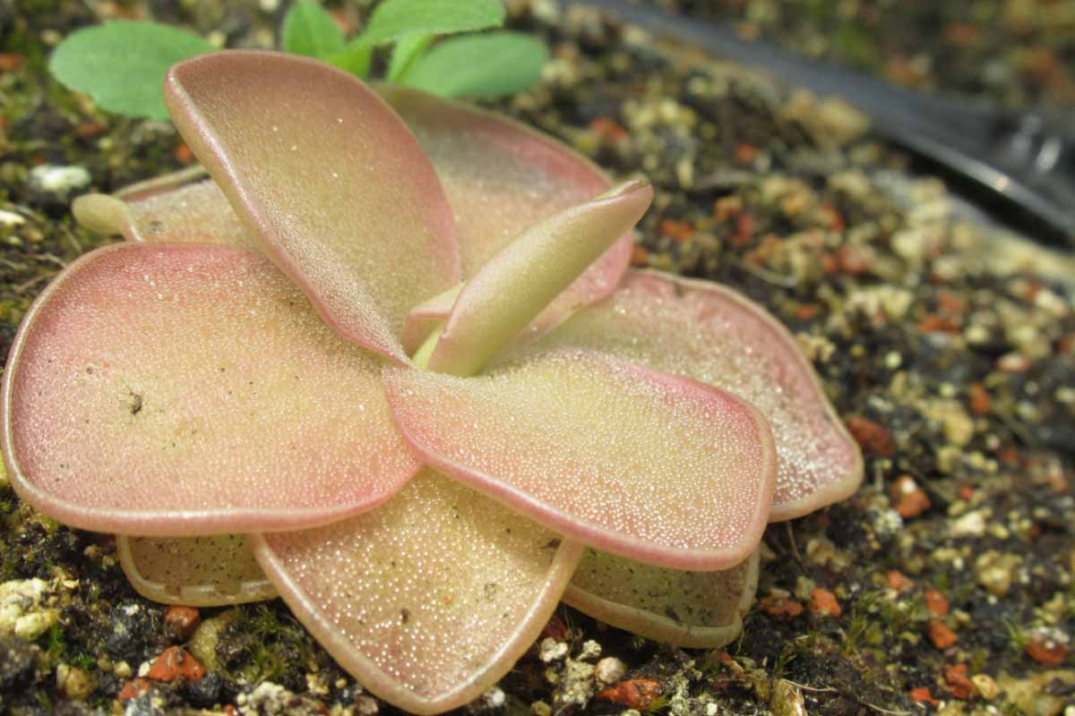 Ne vous fiez pas à ses couleurs pastel, la Pinguicula est une plante carnivore.