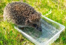 Laissez une source d'eau pour que les animaux sauvages puissent s'hydrater.