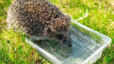 Laissez une source d'eau pour que les animaux sauvages puissent s'hydrater.