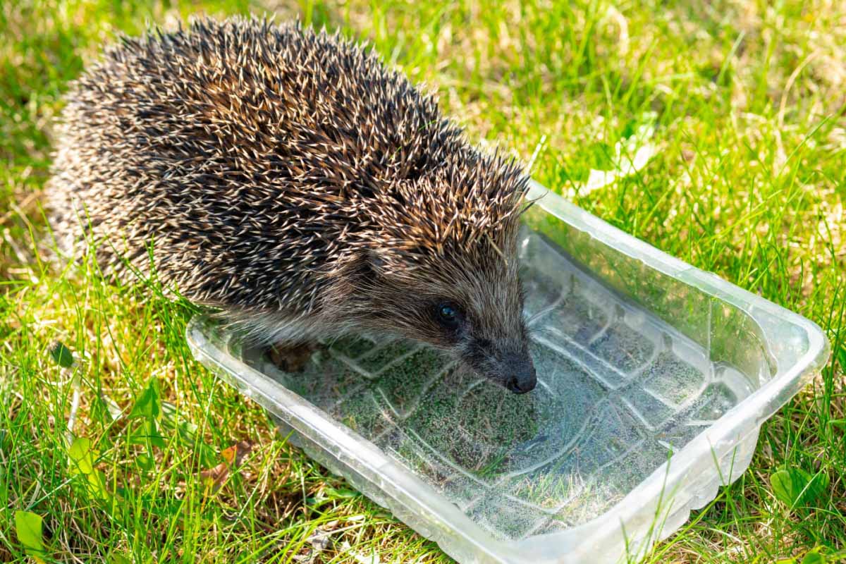 Laissez une source d'eau pour que les animaux sauvages puissent s'hydrater.