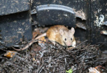 Comment se débarrasser des souris et autres petits animaux dans votre composteur ?