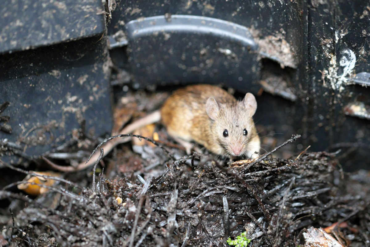 Comment se débarrasser des souris et autres petits animaux dans votre composteur ?