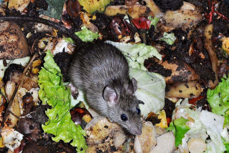 Un composteur peut attirer des rats et autres petits animaux qui trouvent des restes de nourriture facilement.