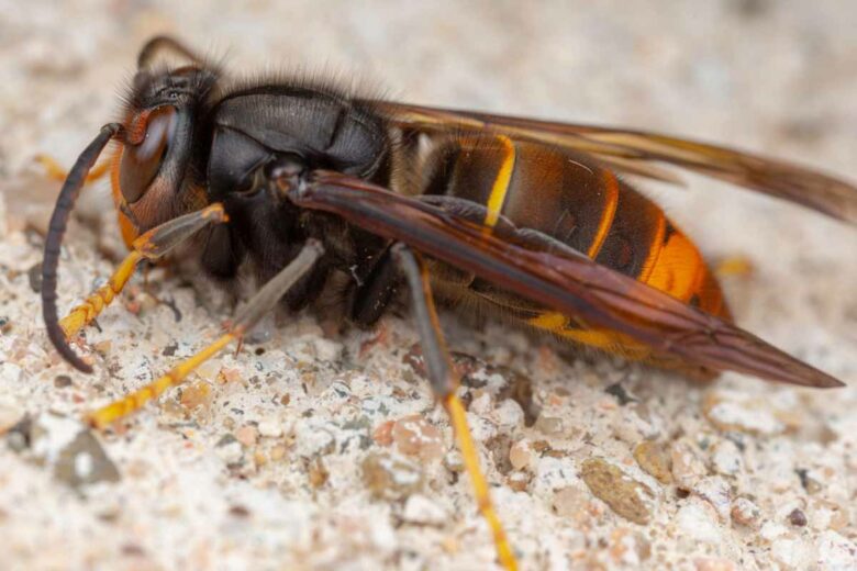 Le mois de septembre est critique pour les abeilles car les reproducteurs frelons asiatiques sortent pour faire des réserves.