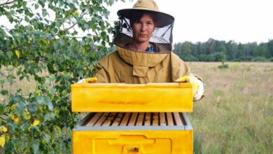 Les apiculteurs sont en alerte, car une colonie d'abeilles peut être décimée par des frelons asiatiques très rapidement.