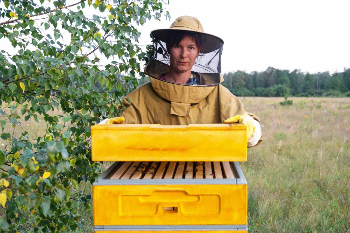 Les apiculteurs sont en alerte, car une colonie d'abeilles peut être décimée par des frelons asiatiques très rapidement.