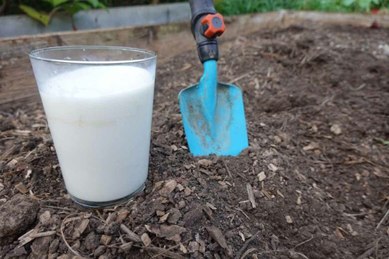 Le lait utilisé comme engrais et fongicide au potager.