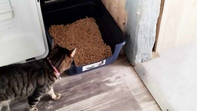 La litière à base de pellets de bois vient d'être changée, le chat arrive !