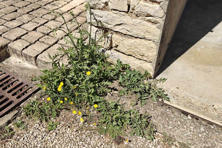 Il existe des recettes naturelles pour éliminer les mauvaises herbes.