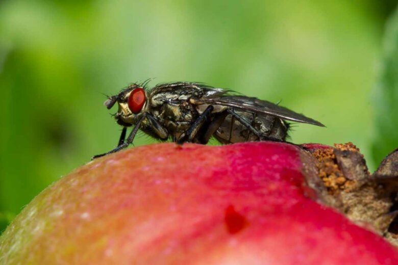 Les mouches et moucherons se nourrissent du sucre des fruits.