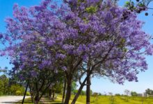 Un paulownia en fleurs.