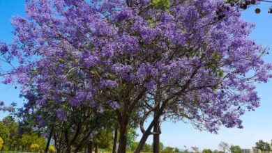 Un paulownia en fleurs.