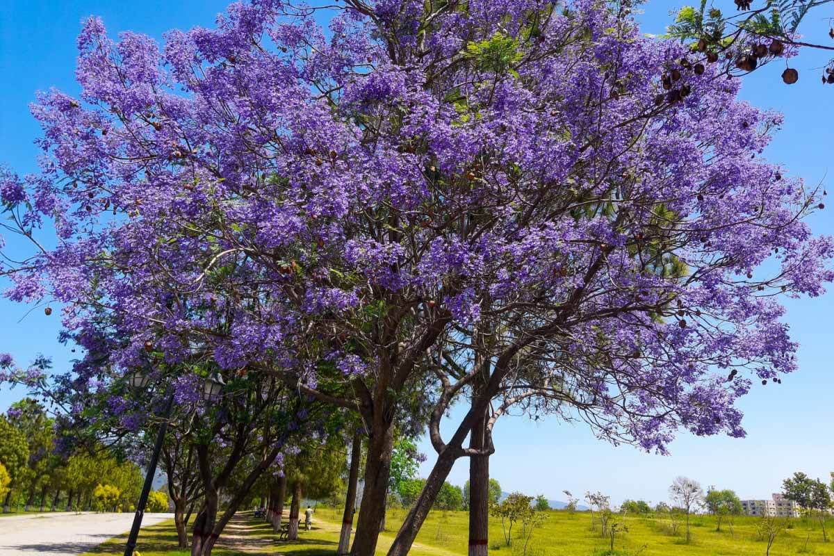 Un paulownia en fleurs.