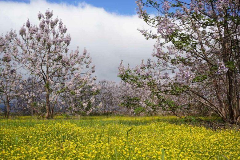 Le paulownia est un arbre à croissance rapide avec de superbes fleurs.