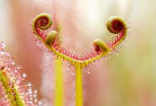 Gros plan sur une feuille de Drosera capensis qui s'enroule sur elle-même lorsqu'elle a capturé un insecte.