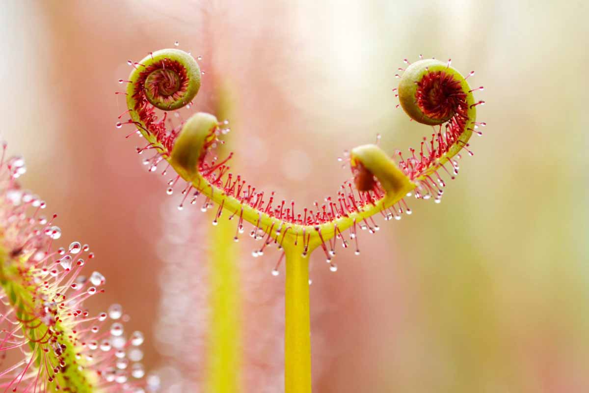 Gros plan sur une feuille de Drosera capensis qui s'enroule sur elle-même lorsqu'elle a capturé un insecte.