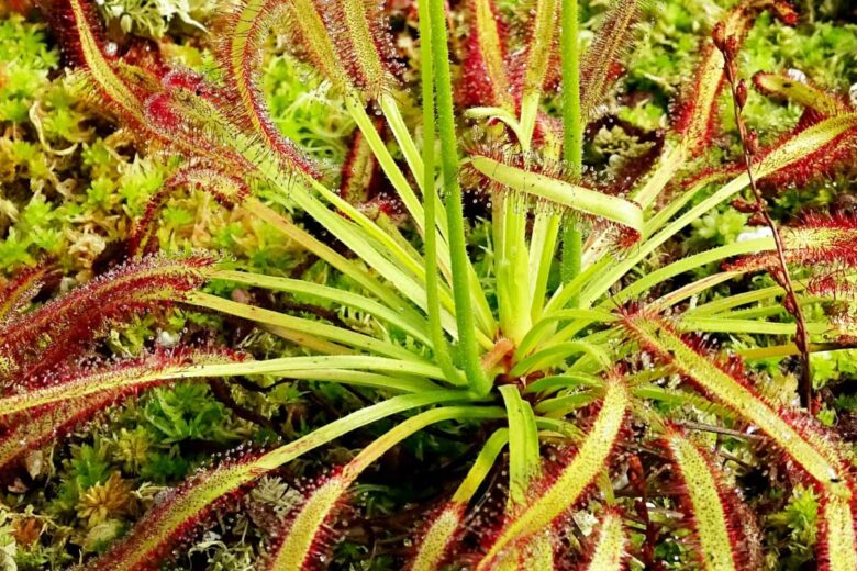 La Drosera capensis est une plante carnivore parfaite pour éliminer des petits insectes.