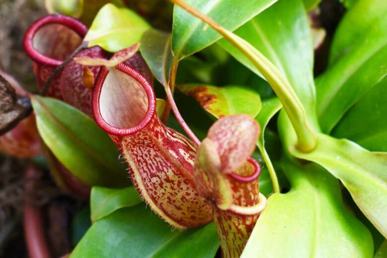 La Nepenthes alata est une plante carnivore qui se nourrit d'insectes.