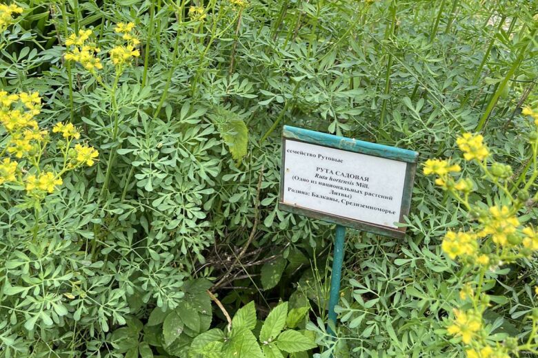 Ruta Graveolens, une plante herbacée vivace qui repousse les insectes.