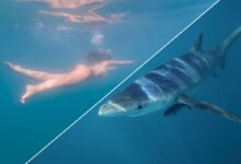 Comment réagir face à un requin ?