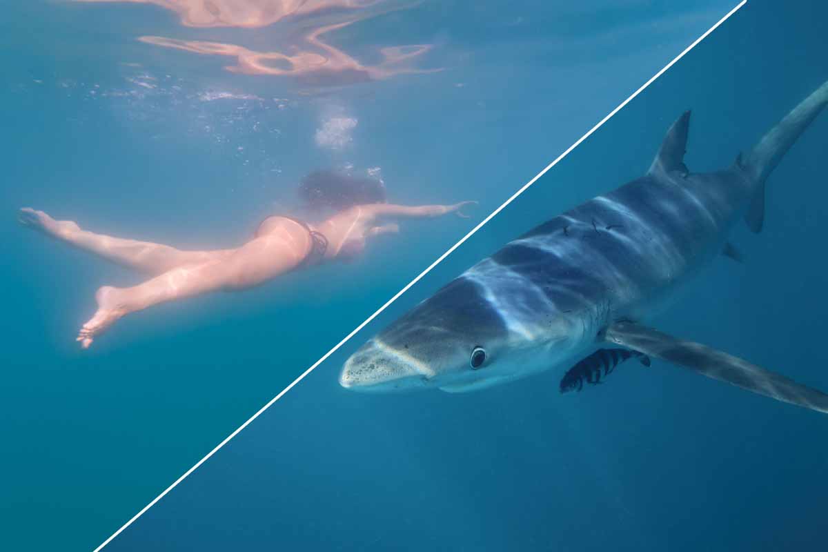 Comment réagir face à un requin ?