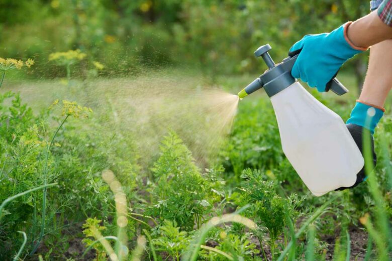 Pulvérisez votre thé de compost sur vos plantes.