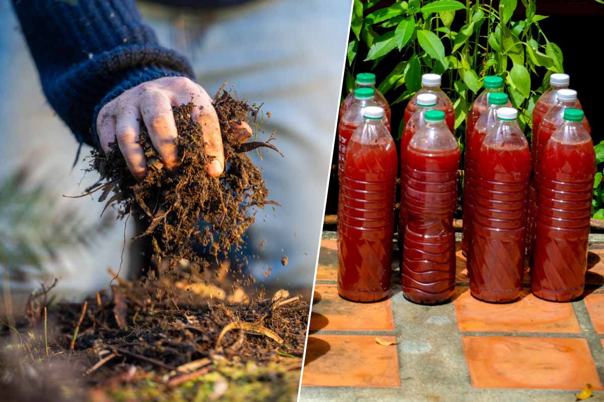 Lorsque votre compost est pret, vous pouvez fabriquer un thé ou jus de compost très bon pour les plantes.